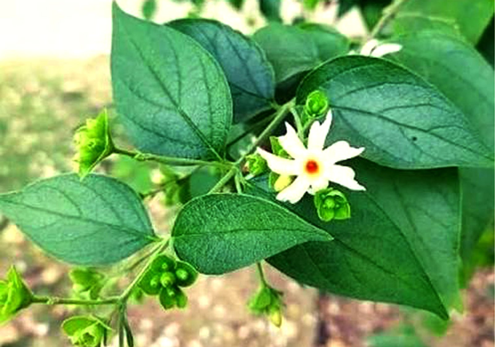 पारिजात (हरसिंगार) के हैं बहुत अनोखे फायदे